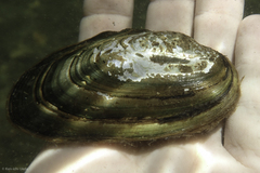 Anodonta californiensis