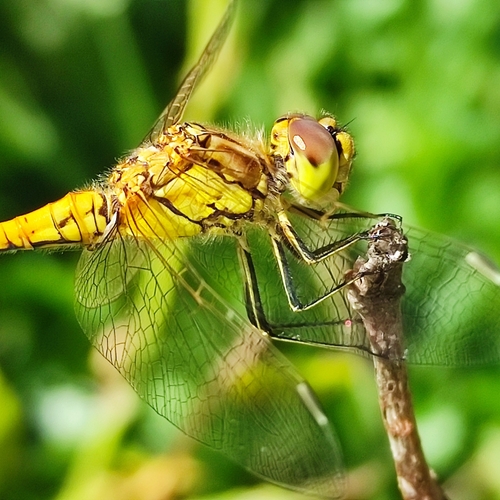 Vagrant Darter, 3439 ML Nieuwegein, Nederland, photo 7 of 10