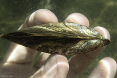 Anodonta californiensis