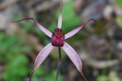 Caladenia formosa
