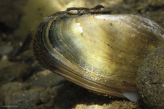Anodonta californiensis