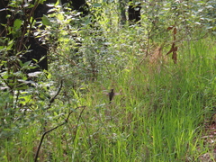 Lampornis clemenciae