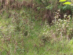 Lampornis clemenciae