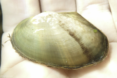 Anodonta californiensis