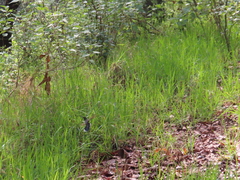 Lampornis clemenciae