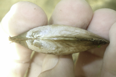 Anodonta californiensis