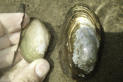 Anodonta californiensis