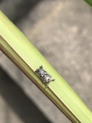 Elasmoscelis perforata