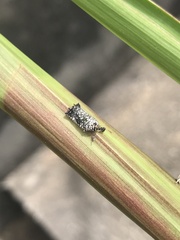 Elasmoscelis perforata