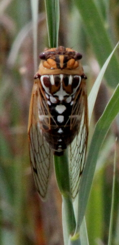 Cole's Bush Cicada