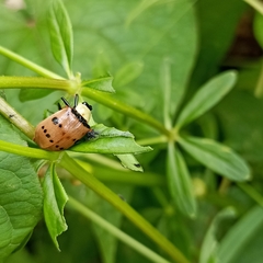 Meristata spilota