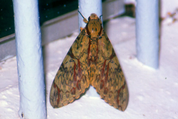 Amphimoea