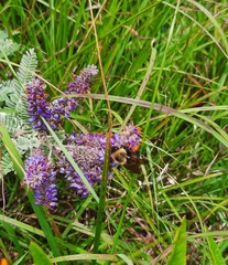 Bombus griseocollis