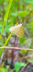 Udea elutalis