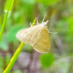 Udea elutalis