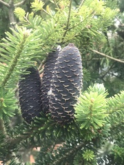 Abies nordmanniana