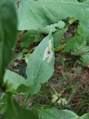 Phytomyza solidaginis