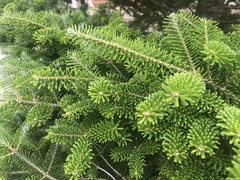 Abies nordmanniana