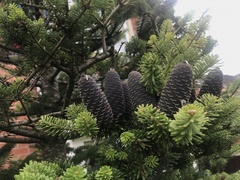 Abies nordmanniana