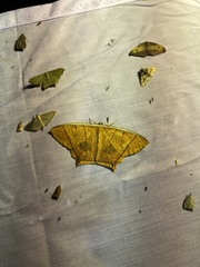 Thinopteryx crocoptera