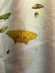 Thinopteryx crocoptera