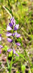 Polygala wolfgangiana