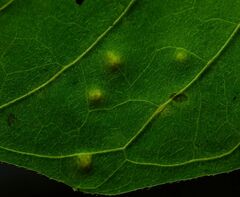 Puccinia circaeae