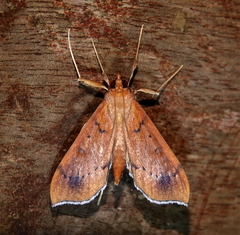 Anarmodia