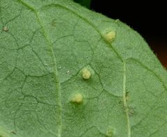 Puccinia circaeae