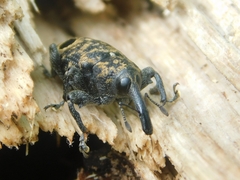 Heilipodus biplagiatus