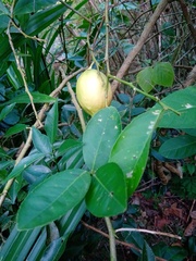 Citrus medica