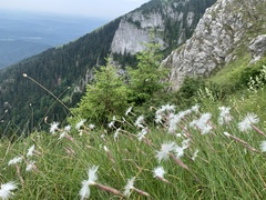 Dianthus spiculifolius