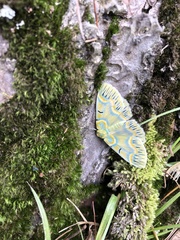 Iotaphora iridicolor