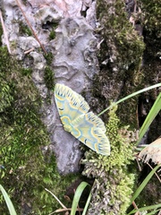 Iotaphora iridicolor