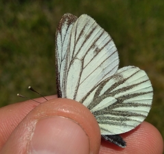 Pieris bryoniae