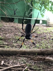Trichonephila inaurata