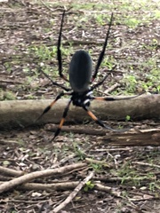 Trichonephila inaurata