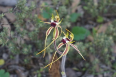 Caladenia villosissima