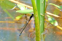 Pseudagrion commoniae