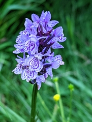 Dactylorhiza fuchsii
