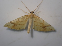 Eulithis mellinata
