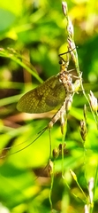 Ephemera vulgata