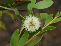 Melaleuca acacioides