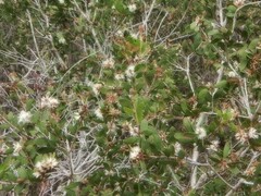 Melaleuca acacioides