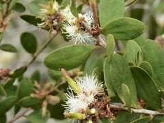 Melaleuca acacioides