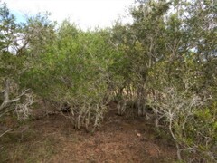 Melaleuca acacioides