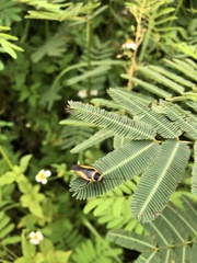 Hemithyrsocera vittata