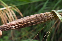 Miscanthus floridulus