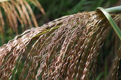 Miscanthus floridulus