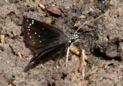Pholisora